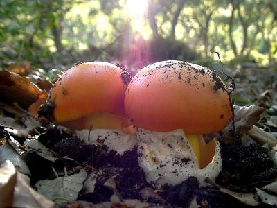  Image name: Amanita_caesarea12.jpg 
 width: 400 pixel 
 height: 300 pixel 
 Size: 29161 bytes 
 Click to enlarge 